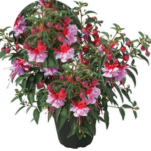 Fuchsia 'SHADOW DANCER Mila' - Fuksia 'SHADOW DANCER Mila' P9/0,55L